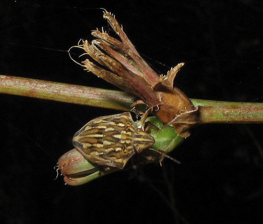 Scutelleridae: Odontoarsus robustus